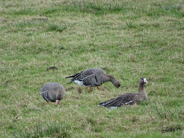 黄友政在本 黄友政在本